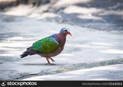 Common asian emerald bird dove green wing walking on floor