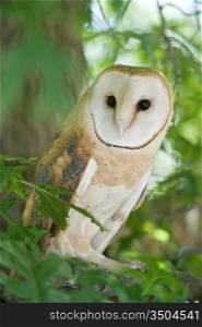 Common Barn Owl