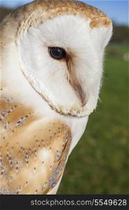 Common Barn Owl, Tyto alba, close up portrait