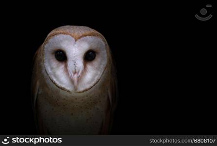 common barn owl ( Tyto alba ) in the dark