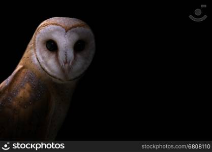 common barn owl ( Tyto alba ) in the dark