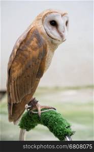 common barn owl ( Tyto alba ) were tied to a perch
