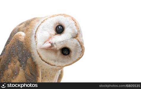 common barn owl ( Tyto albahead ) head isolated on white background