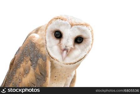 common barn owl ( Tyto albahead ) head isolated on white background