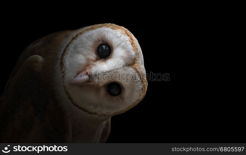 common barn owl ( Tyto albahead ) in dark background