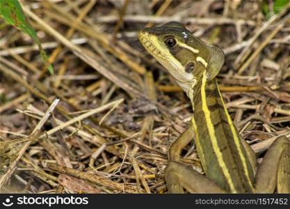 Common Basilisk, Jesus Christ Lizard, Basiliscus basiliscus, Tropical Rainforest, Costa Rica, Central America, America