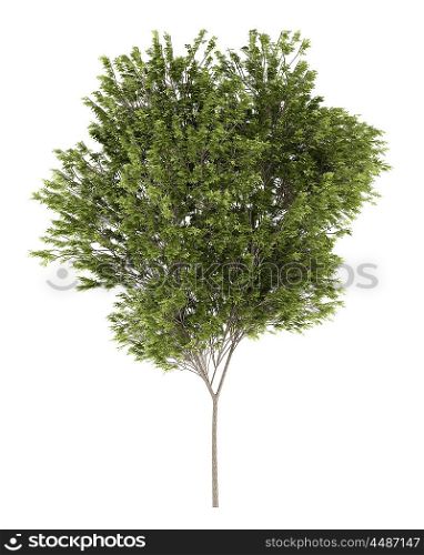 common beech tree isolated on white background. 3d illustration