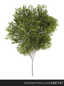 common beech tree isolated on white background. 3d illustration