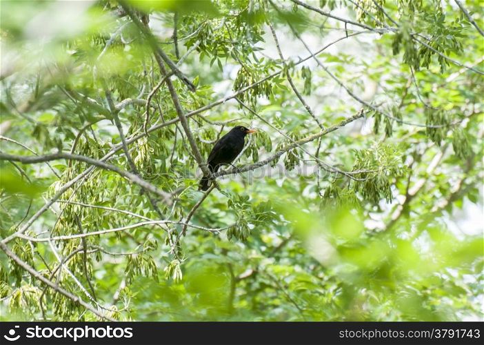 common blackbird perched on the branches of a tree