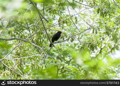 common blackbird perched on the branches of a tree