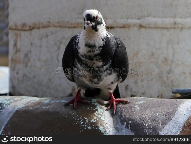 Common blue-gray doves in the city. Common blue-gray doves in the city. Bird, who lives next to the man.