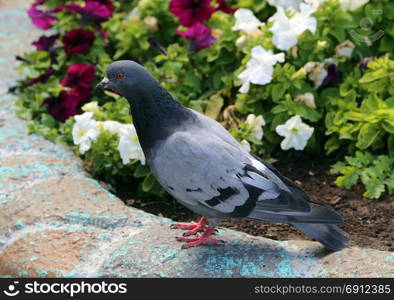 Common blue-gray doves in the city. Common blue-gray doves in the city. Bird, who lives next to the man.