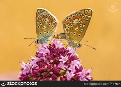 common blue, pair during reproduction on a oregano