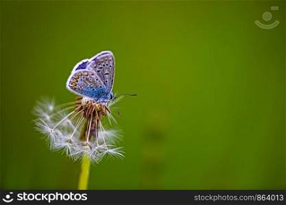 common blue perching on a dandelion withered seed stems