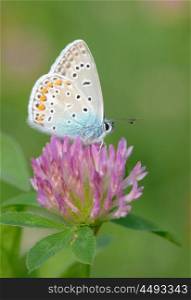 Common Blue (Polyomathus icarus) butterfly