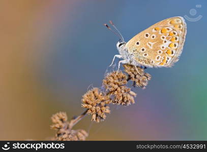 Common Blue (Polyomathus icarus) butterfly on dried plant