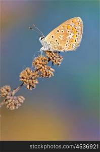 Common Blue (Polyomathus icarus) butterfly on dried plant