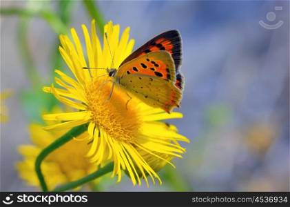 Common Blue (Polyomathus icarus) butterfly on flower