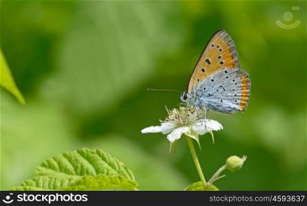 Common Blue (Polyommatus icarus) butterfly on a flower