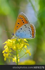 Common Blue (Polyommatus icarus) butterfly on a yellow flower