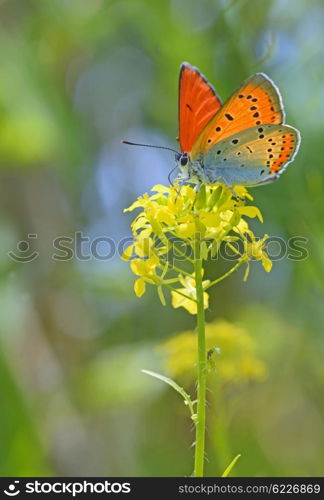 Common Blue (Polyommatus icarus) butterfly on a yellow flower