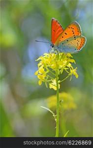 Common Blue (Polyommatus icarus) butterfly on a yellow flower