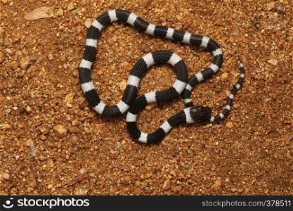 Common Bridle Snake, Dryocalamus nympha, Hampi, Karnataka, India. Common Bridle Snake, Dryocalamus nympha, Hampi, Karnataka, India.
