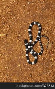 Common Bridle Snake, Dryocalamus nympha, Hampi, Karnataka, India. Common Bridle Snake, Dryocalamus nympha, Hampi, Karnataka, India.
