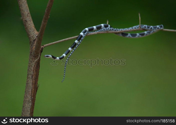 Common Bridle Wolf Snake on tree in nature, or common bridle snake (Dryocalamus davisonii)