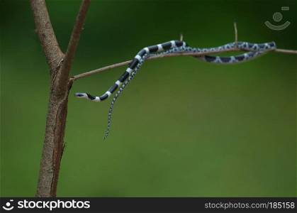 Common Bridle Wolf Snake on tree in nature, or common bridle snake (Dryocalamus davisonii)