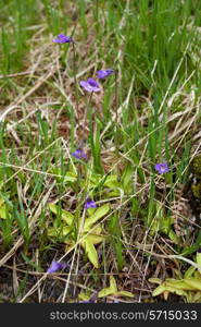 Common Butterwort, Pinguicula vulgaris