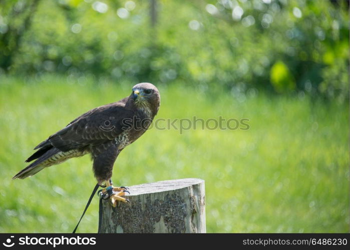 Common Buzzard, buteo buteo