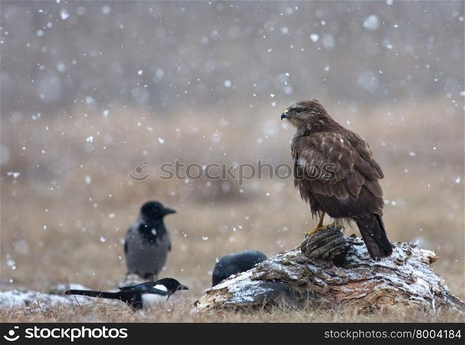 Common buzzard (Buteo buteo) in a snowstorm, sitting on a tree trunk in a meadow and looking to the left, near narew river in Poland.In the background you can see silhouette of a crows