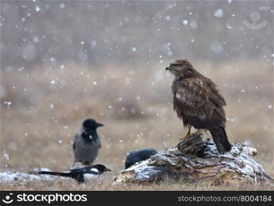 Common buzzard (Buteo buteo) in a snowstorm, sitting on a tree trunk in a meadow and looking to the left, near narew river in Poland.In the background you can see silhouette of a crows