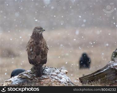Common buzzard (Buteo buteo) in a snowstorm, sitting on a tree trunk in a meadow and looking to the right, near narew river in Poland.In the background you can see silhouette of a raven
