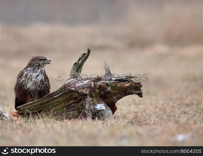 Common buzzard (Buteo buteo) in December, sitting in a meadow near the Narew river in Poland. Horizontal view.