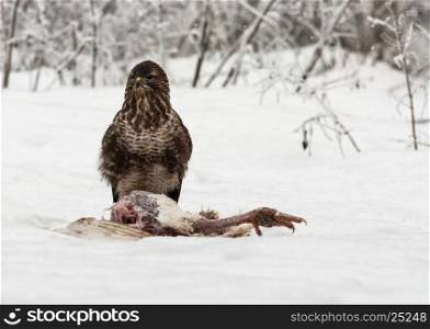 Common Buzzard (Buteo buteo) sitting on hunted turkey in a very cold and snowy December day. Poland, Bory Tucholskie National Park. horizontal view