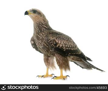 Common buzzard in front of white background