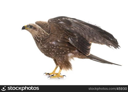 Common buzzard in front of white background