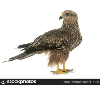 Common buzzard in front of white background