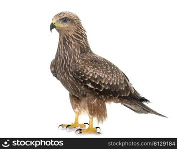 Common buzzard in front of white background