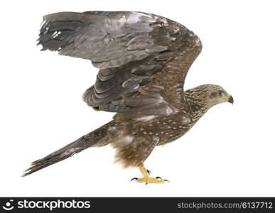 Common buzzard in front of white background