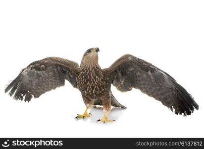 Common buzzard in front of white background