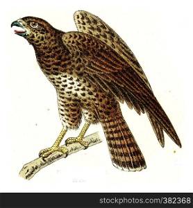 Common buzzard, vintage engraved illustration. From Deutch Birds of Europe Atlas.