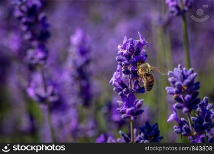 Common Carder bee on a lavender flower