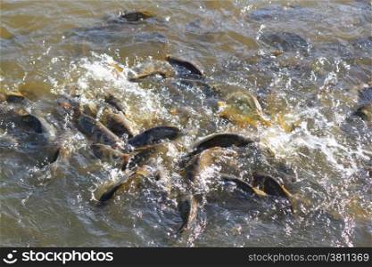 Common carps beeing fed in a pond. Common carps