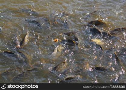 Common carps beeing fed in a pond. Common carps