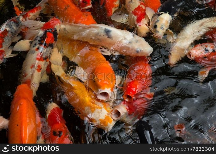 Common carps swimming in water