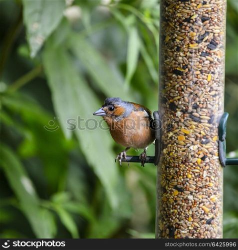 Common chaffinch fringilla coelebs on bird feeder