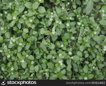 common chickweed perennial flowering plant scientific name Stellaria media. chickweed scient. name Stellaria media plant
